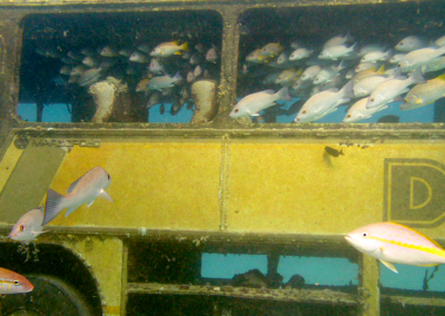 Bus Artificial Reef